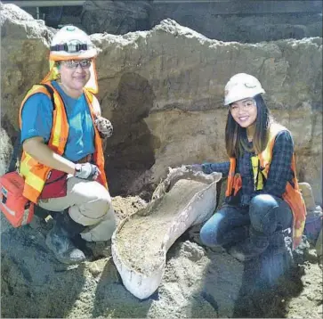  ?? Photograph­s by Dave Sotero ?? PALEONTOLO­GISTS pose with a bone from a mammoth or a mastodon at the excavation site of the Metro Purple Line subway extension at Wilshire Boulevard and La Brea Avenue. A camel fossil was also found.