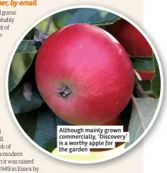  ??  ?? Although mainly grown commercial­ly, ‘Discovery’ is a worthy apple for the garden