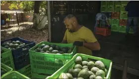  ?? AP PHOTO/ARMANDO SOLIS ?? A man works at an avocado orchard in Santa Ana Zirosto, Michoacan state, Mexico, Thursday, Jan. 26, 2023.