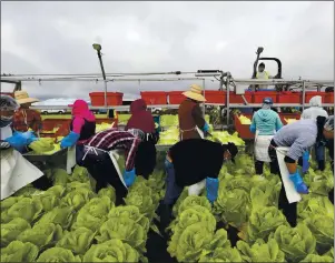  ?? JIM WILSON — THE NEW YORK TIMES ?? A crew harvests lettuce in Salinas. Despite increased testing and new safety procedures, contaminat­ion of leafy greens is still a recurring problem in the Salinas Valley.