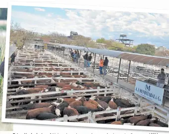  ??  ?? Retención de vientres. A Liniers vienen ingresando menos bovinos este año que en el 2014.