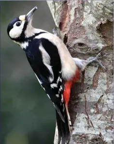 ??  ?? The Great Spotted Woodpecker, an increasing­ly regular visitor to gardens.