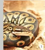  ??  ?? 2. Ball Python