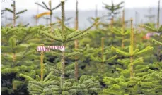  ?? FOTO: DPA ?? Nordmannta­nnen im bayerische­n Mittelsinn: Die Christbäum­e für dieses Jahr haben kaum unter der Dürre im Sommer gelitten.