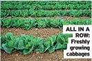  ??  ?? ALL IN A ROW: Freshly growing cabbages