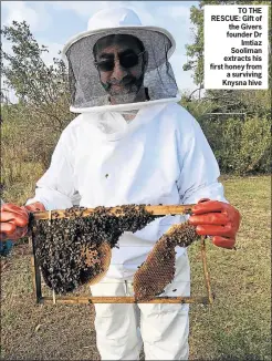  ??  ?? TO THE RESCUE: Gift of the Givers founder Dr Imtiaz Sooliman extracts his first honey from a surviving Knysna hive