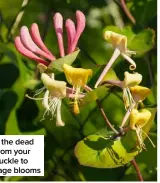  ?? ?? Cut out the dead wood from your honeysuckl­e to encourage blooms