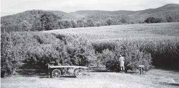  ?? SAM DEAN NYT ?? At Grandad’s Apples, a 120-acre farm in Hendersonv­ille, N.C., the number of visitors will be monitored and social distancing enforced.