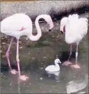  ??  ?? Two flamingos and their baby
INSTAGRAM