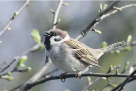  ??  ?? The tree sparrow