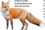 ??  ?? Galicia tiene la densidad más alta de zorros