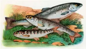  ?? ?? Top to bottom: Grilse, smolt and parr, captured in an illustrati­on showing their relative sizes and markings