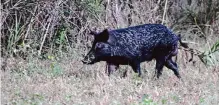  ?? Staff file photo ?? Feral hogs forage for food during winter months, and the destructio­n they leave behind can be a nuisance for Texans.