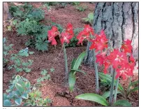  ??  ?? Many Arkansas gardeners find amaryllis bulbs planted outdoors return year after year.