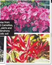  ??  ?? Clockwise from top left: Camellias, kalmia, pieris and rhododendr­ons love acidic soil