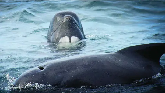  ?? SIMON AGER ?? Imagen de un delfín tomada para «Piratas Ecológicos: la historia del capitán Watson», documental que emite Discovery Channel en colaboraci­ón con Vodafone TV