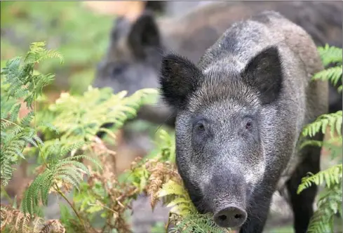  ?? JOEL SAGET/AFP ?? Wild boars roam in the Rambouille­t forest reserve, some 50 kilometres outside of Paris.