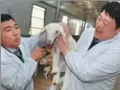  ?? WANG ZHUANGFEI / CHINA DAILY ?? Above: Zhang Hua (right) examines the health of a lamb at a sheep base in Yuyang district, Yulin city, Shaanxi province, on Oct 30. TAO MING / XINHUA
Top left: A stall in the Shanxi pavilion of an exhibition of agricultur­al and other products from poverty stricken areas of China in Beijing last month.