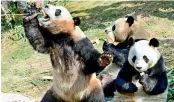  ?? AFP ?? More than 80 per cent of the world’s wild pandas live in Sichuan, with the rest in Shaanxi and Gansu. —