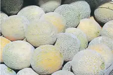  ??  ?? PRODUCCIÓN. El cultivo de melones en la zona sur se vio afectado por las variacione­s climáticas.