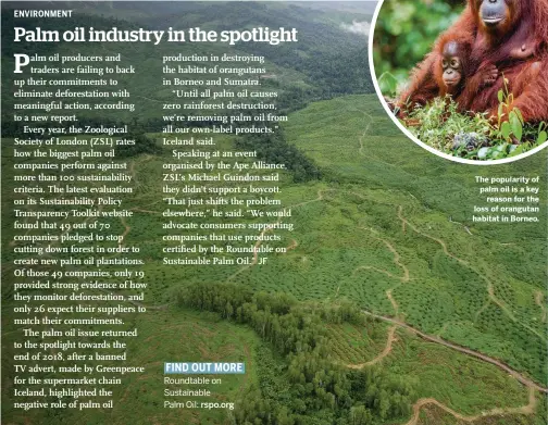  ??  ?? The popularity of palm oil is a key reason for the loss of orangutan habitat in Borneo.