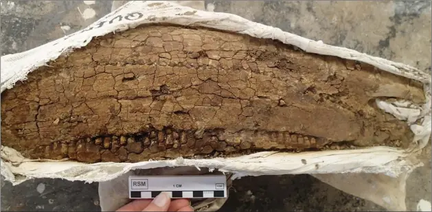  ?? Photos courtesy of Dr. Emily Bamforth, Royal Saskatchew­an Museum ?? The upper jaw of an Edmontosau­rus, a duck-billed dinosaur, was excavated at a site near Shaunavon.