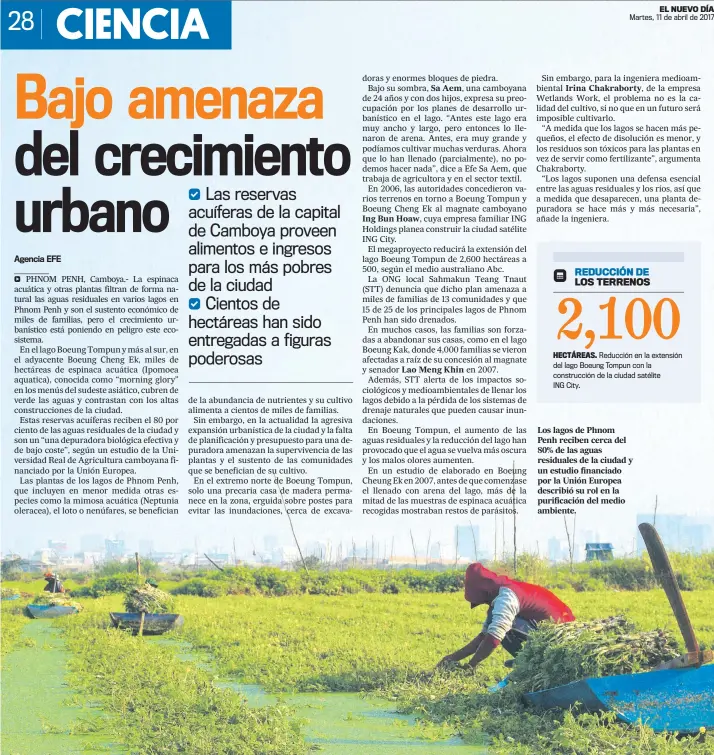  ??  ?? Los lagos de Phnom Penh reciben cerca del 80% de las aguas residuales de la ciudad y un estudio financiado por la Unión Europea describió su rol en la purificaci­ón del medio ambiente.