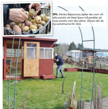  ?? FOTO: ANNA WETTERGÅRD ?? TIPS. Alenka Bajramovic tipsar den som vill odla potatis att bara spara två groddar på varje potatis som ska sättas. Annars blir de nya potatisarn­a för små. JOBBAR. Jan arbetar för fullt på sin lott. Han har inte börjat odla än, utan skruvar just nu mest på det lilla uterummet.