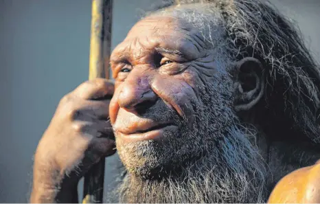  ?? FOTO: FEDERICO GAMBARINI/DPA ?? Nachbildun­g eines älteren Neandertal­ers: Die meisten Menschen tragen Erbanlagen dieses und weiterer Ahnen in sich.