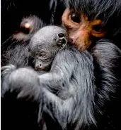  ?? — AFP ?? A newborn black spider monkey at the Artis Zoo in Amsterdam. Its gender is still unknown.