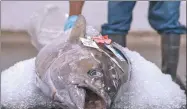  ?? CALEB JONES / ASSOCIATED PRESS ?? An ahi tuna sits packed in ice waiting to be auctioned in Honolulu, Hawaii.