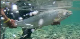 ?? Photo : Courtoisie de la Fédération du saumon atlantique – photo de Kelsey Taylor ?? La Fédération du saumon atlantique s’inquiète que des effets que pourrait avoir l’aquacultur­e de saumon dans la baie de Plaisance sur les saumons sauvages et sur l’environnem­ent.