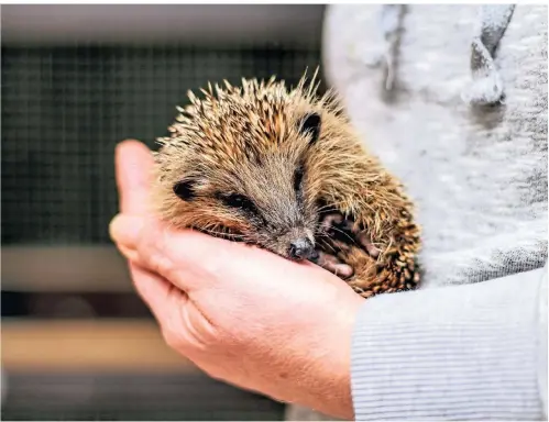  ?? FOTO: CHRISTIAN KANDZORRA ?? Auf Pflege sind in diesem Herbst besonders viele Igel in NRW angewiesen.