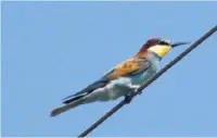  ??  ?? Bee Eater