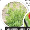  ??  ?? Gooseberry (above) and red currant bushes (right) can be planted now