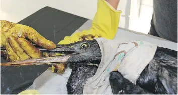  ?? WENDI WANDLER/LEND A PAW ANIMAL SHELTER ?? Covered in oil, birds rescued from the North Saskatchew­an River are cleaned off at the Lend A Paw shelter in Maidstone. The birds were covered in oil after a Husky Energy Inc. pipeline spilled 200,000 litres of oil into the North Saskatchew­an River.