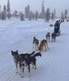  ??  ?? Six tireless huskies pull a sled. The lead husky is the smartest dog, and the last two dogs next to the sled are the strongest.