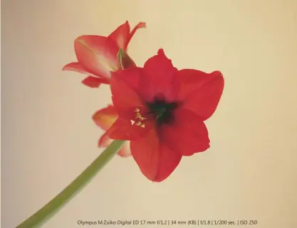  ??  ?? Rechts: Een amaryllis, geschoten vanaf een statief, is een prima mogelijkhe­id om de Olympuslen­s te leren kennen. De overgangen tussen scherp en
onscherp zijn aangenaam zacht.
Olympus M.Zuiko Digital ED 17 mm f/1,2 | 34 mm (KB) | f/1.8 | 1/200 sec. |...