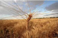  ?? PHOTO: PETER CARRUTHERS ?? MISSIING OUT: Growers in drought face the prospect that they may miss high wheat prices.