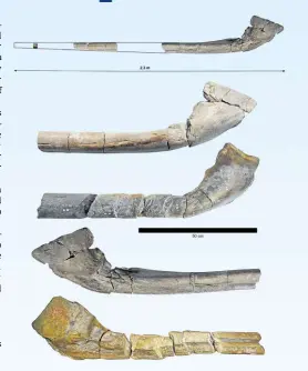  ?? —PHOTOS BY REUTERS ?? TWO OF A KIND The nearly complete fossilized giant jawbone of Ichthyotit­an severnensi­s, a newly identified species of marine reptile that lived 202 million years ago, is displayed along with a comparison with a fossilized bone (middle and bottom) found by Paul de la Salle.