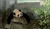  ??  ?? Giant panda Mei Xiang at the National Zoo in Washington takes a nap on Sunday morning.