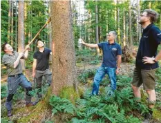  ?? Foto: Karin Marz ?? Christoph Pascher, Simon Brandner, Philipp Hanner und Lorenz Hochhauser (von links) erklären an befallenen Bäumen die Merkmale des Borkenkäfe­rs.
