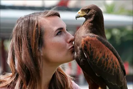  ?? AP PHOTO ?? In this April 7 photo falconer Alyssa Bordonaro gives a kiss to Dany her Harris’s Hawk during a day at work at the Museum of Modern Art in Los Angeles. Known as “The Hawk Pros” husband-and-wife falconers Alyssa and Mike Bordonaro and their birds of...