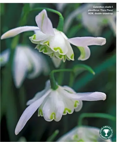  ??  ?? Galanthus nivalis f. plenifloru­s ‘Flore Pleno’ AGM, double snowdrop.