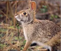  ??  ?? PHOTOS BY KEITH SUTTON/CONTRIBUTI­NG PHOTOGRAPH­ER
Above: Rabbits usually hide in thick cover that provides protection from predators and the elements.