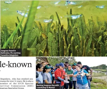  ?? ?? Seagrass found in Batticaloa. Pic courtesy Susantha Udagedara
Marking Seagrass Day with a workshop in Mannar