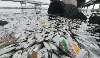  ?? MARIO TAMA/Getty Images ?? Dead fish float on notoriousl­y polluted Guanabara Bay, near Rio, part of which will host 2016 Olympics sailing