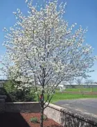  ?? OSU EXTENSION ?? Serviceber­ry makes an excellent replacemen­t for the invasive Callery pear.