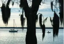  ?? AP PHOTO/DAVID GOLDMAN ?? Spanish moss hangs from a tree along the St. Johns River in Palatka, Fla., on Thursday. After months in a prison cell, Warren Williams longed to fish the St. Johns again.