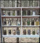  ?? SUBMITTED PHOTOS BY STEVEN SLIPP ?? These before and after images show Kondo’s work in early June and then more recently after the installati­on in the Acadia University woods.